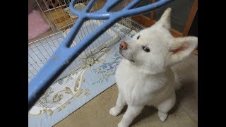 【秋田犬ゆうき】どんなに頑張っても部屋に入れずもがく【akita dog】