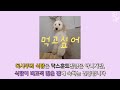 독시푸🐶 라고 들어보셨나요 💛 독시푸에 관한 모든 것 송이 모견 부견 송이 친자매 산책할 때마다 듣는 말