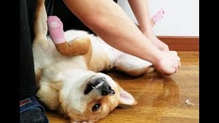 Put on socks for Shiba. She was rooted!【shiba JOJO\u0026KIUKIU】