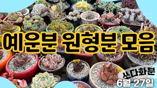 예운분 원형분 모음  #쏘다화분 6월 27일 | #화분  #다육화분 #예쁜화분 6만이상무배 다육이화분 #신상 선물