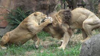 ライオンは女性上位？💗ガオウ(♂)はやさしい【天王寺動物園】