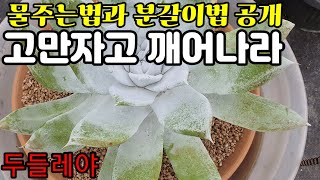 [두들레야]다육식물 Succulent Plant Dudeleya잠에서 깨어보자.분갈이.저면관수법