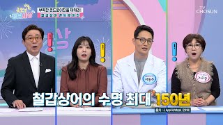 철갑상어의 튼튼한 연골로🦴 만든 🦈철갑상어 콘드로이친🦈 TV CHOSUN 250131 방송 | [굿모닝 정보세상] 1173회 | TV조선