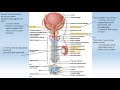 EXS 217 Lab The Reproductive System