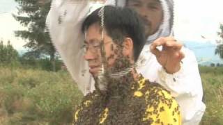 Bee Beard Demonstration by Dr. Bee