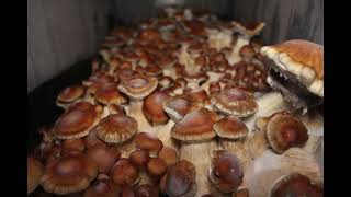 Mushroom Time-lapse 200qt Monotub