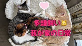 《多頭飼いな我が家の日常🐱》#ねこのいる生活 #多頭飼い #ねこ #保護猫　#猫砂　#猫  #猫との暮らし