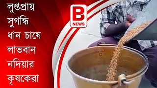 লুপ্তপ্রায় সুগন্ধি ধান চাষে লাভবান কৃষকরা | Rice Farming |paddy seeds | Nadia farmers