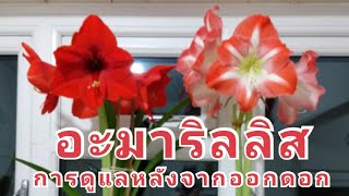 การดูแลดอกอะมาริลลิสหลังจากออกดอก เพื่อให้ออกดอกอีกในปีหน้า🌺🌺🌺 ท้ายคลิปมีวิธีขยายพันธุ์ (26 Jan. 22)