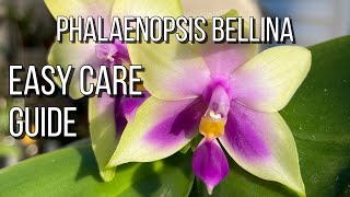 Phalaenopsis Bellina, Easy Care Guide. Orchid Care For Beginners.