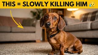 5 Things You're Doing That Are Slowly Killing Your Dachshund