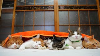 ブランケットの7匹の猫　241231