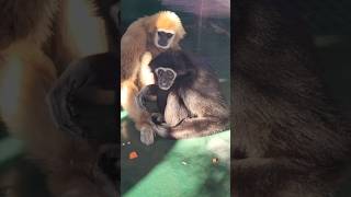 夫婦愛の毛づくろい☺ Gibbon Kuromaty grooming Shiromaty 2023.02.22 Kyoto city zoo #シロテテナガザル #gibbon