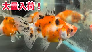 今週は金魚大量入荷です！【アクアグァポスさん】