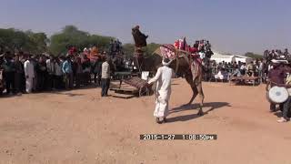 [북인도 라자스탄 여행 3] 나가우르 낙타춤 경연 Camel dance in Nagaur cattle fair