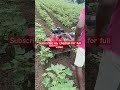 7hp power weeder cotton cultivation