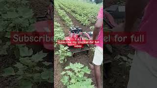 7hp power weeder cotton cultivation