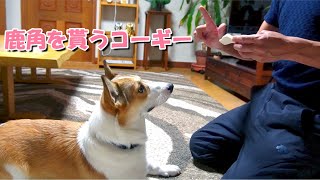 元気が無いように見えたので大好きな鹿の角をあげたら復活したコーギー。最後は犬の手作りごはんの『コタ飯』です。