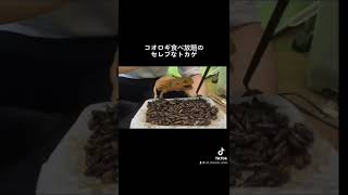 コオロギ食べ放題のセレブなトカゲ🦎