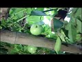 প্যাশন ফ্রুট ট্যাঙ্ক ফল এবং আনারকলি ফল passion fruit garden