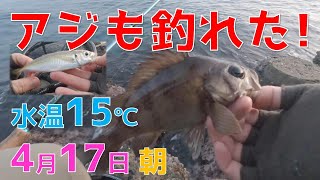 【メバリング＆エギング（前編）】これが春メバルなのか！アジも釣れました！