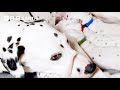 Dalmatian Mum’s Work is Never Done | Wonderful World of Puppies | BBC Earth Kids