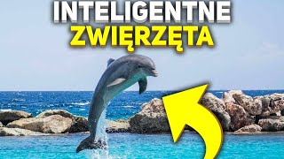 10 NAJINTELIGENTNIEJSZYCH ZWIERZĄT ŚWIATA