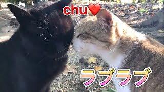 今日もラブラブな黒猫と白キジ猫が可愛い【のらねこ日記】