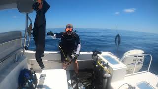 El Dorado Hogfish and Mangos in the Middle Grounds