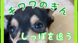 しっぽを追うチワワ ギン #チワワ #子犬 #Chihuahua #Shorts