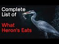 What Herons Eat - Complete List of What Herons Hunt