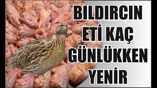 Bıldırcın Eti Kaç Günlükken Yenir?