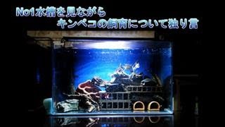 No1キンペコ水槽を見ながらキンペコ飼育について独り言