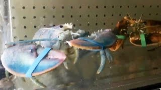 'Lucky the lobster': Blue pigmented crustacean found in N.B.