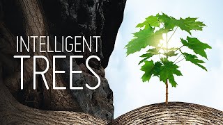 Intelligent Trees | 🌳 Nature | Full Documentary