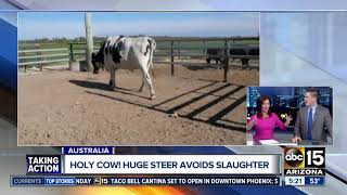 Huge steer avoids slaughter in Australia