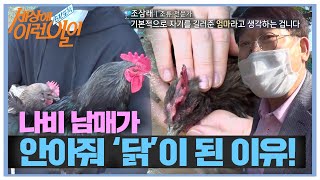 닭을 안아주고 만져 준 주인의 손길이 깃털 관리에 도움!ㅣ순간포착 세상에 이런 일이(Instant Capture)ㅣSBS Story