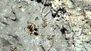 Scleriphon caementarium - Black and Yellow Mud Dauber gathering mud