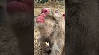 【高尾山さる園】バナナをもらって満足なケチャップとネッシン【Snow monkey】 #monkey #猿山 #japaneseanimal #animals #japanesemonkey