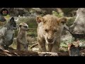 kisah simba sang raja singa rangkum alur cerita film the lion king live action