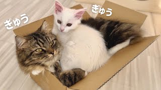 The ultimate cat dumpling! Cats trying to fit in one box