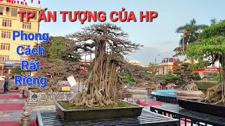 Chọn lọc những TP ĐẸP NỔI BẬT ở khu vực cây TP HẢI PHÒNG * TL AN DƯƠNG 2023 *.