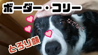 ボーダーコリー　なでなでするだけの動画　かわいい 【犬】 / Border Collie, a cute video of just stroking [dog]