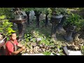 Bahan bonsai waru super istimewa, harga mulai dari 500rb - 5jt @asimanbonsaisidawangi5599