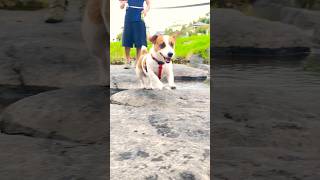 愛犬の川遊びルーティンを15秒で。My dogs swimming routine in 15seconds. #shorts #あしゅらご #jackrussellterrier