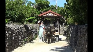 お昼前の晴れた竹富島の町　「水牛車に出会う」　（沖縄県　2022.10.2)