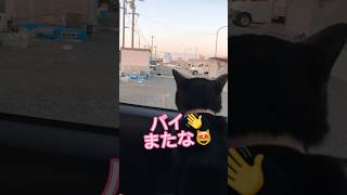 【しゃべる猫】野良猫にお別れの挨拶をする礼儀正しい子 #天才猫