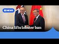 China lifts trade restrictions on Australian rock lobsters | ABC News