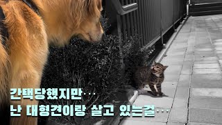 대형견이랑 산책중 간택 당해버림…#냥줍