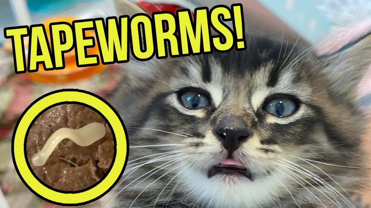 Can Cats Pee Out Worms? The 13 New Answer - Ecurrencythailand.com